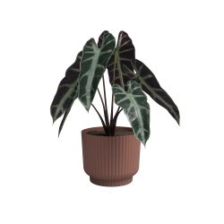 POT MIAMI WAVY 8 MA MARRON...